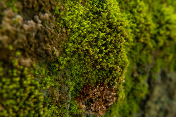 green moss on the wall