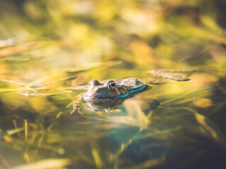 Frog in a swamp 
