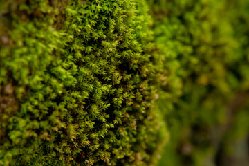 green moss on the wall