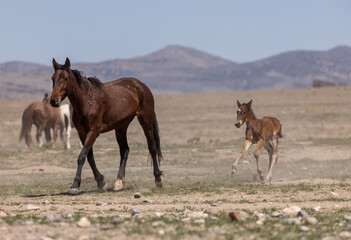 Wild Horse Mare and Foal in the Utah Desert