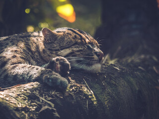 Fishing Cat taking a nap