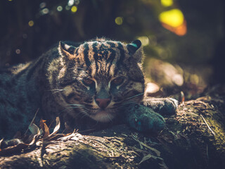 Fishing Cat relaxing in forest