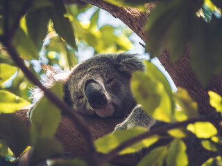 Koala Bear Sleeping in the trees