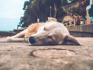 Dog sleeping at the beach