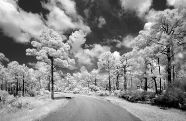 B&W Infrared Red image of Webb Lake Road in Babcock Webb Wildlife Management Area in Punta Gorda Florida USA