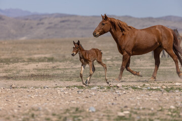 Obraz premium Wild Horse Mare and Foal in the Utah Desert