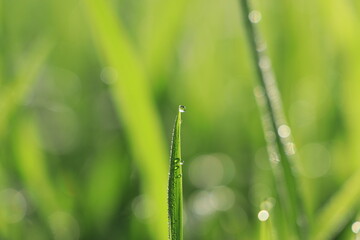 grass with dew drops