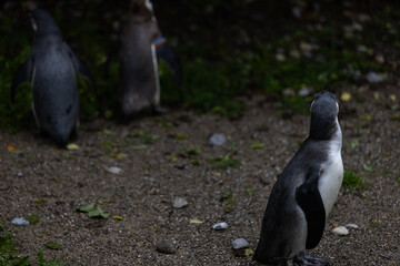 Some really cute penguins are playing together and walking through the park. A wonderful penguin-family looking to each other and search some food.