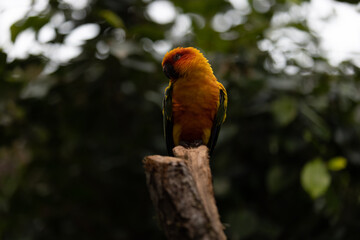 Amazing colorful parrot sitting on a tree and chilling. Wonderful colors like orange, blue, yellow, white and green in this bird. Just a beautiful animal in the nature.