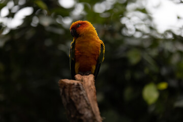 Amazing colorful parrot sitting on a tree and chilling. Wonderful colors like orange, blue, yellow, white and green in this bird. Just a beautiful animal in the nature.