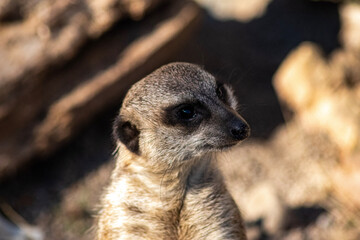 meerkat on guard