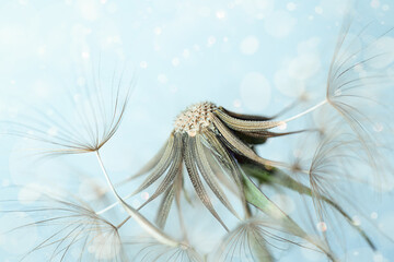 Close-up of dandelion seeds. Beautiful morning background.