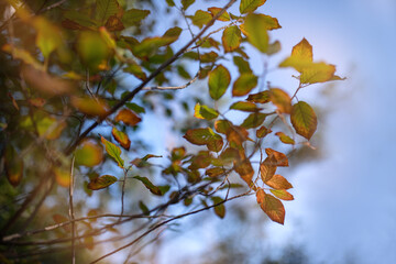 Autumn leaves with the blue sky background