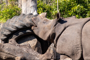 elephant in the park