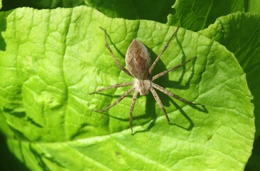 Brown nursery spider on green primula leaf in the garden, closeup 