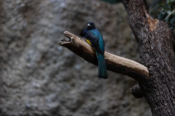 Amazing colorful parrot sitting on a tree and chilling. Wonderful colors like orange, blue, yellow, white and green in this bird. Just a beautiful animal in the nature.