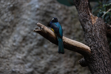 Amazing colorful parrot sitting on a tree and chilling. Wonderful colors like orange, blue, yellow, white and green in this bird. Just a beautiful animal in the nature.