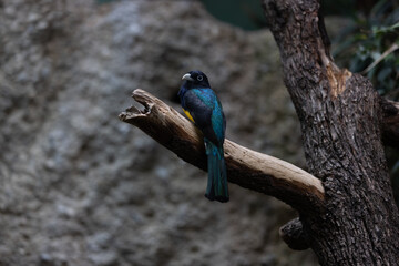 Amazing colorful parrot sitting on a tree and chilling. Wonderful colors like orange, blue, yellow, white and green in this bird. Just a beautiful animal in the nature.