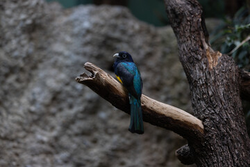 Amazing colorful parrot sitting on a tree and chilling. Wonderful colors like orange, blue, yellow, white and green in this bird. Just a beautiful animal in the nature.