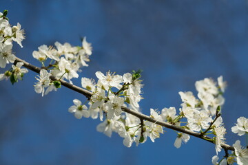 White plum blossoms in the spring season.  Plum blossom. White plum flowers on the background of the blue sky.