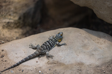 Wonderful colorful lizard is sitting on a rock and enjoy the sun. Amazing blue lizard in action. Just a beautiful Animal.