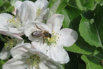 Honeybee on apple flower in spring, closeup 