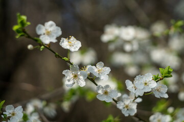 White plum blossoms in the spring season_004