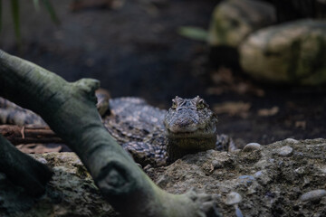 Majestic crocodile starring and waiting for food. One of the oldest Animal on earth is chilling in the nature. The crocodile tries to not move.