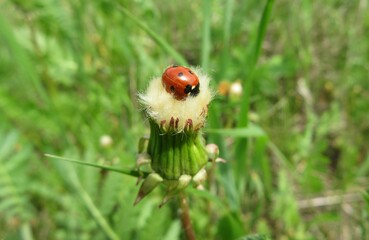 Ladybug on dandelion flower in the meadow