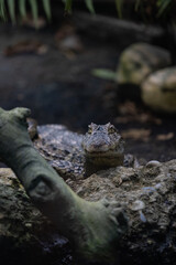 Majestic crocodile starring and waiting for food. One of the oldest Animal on earth is chilling in the nature. The crocodile tries to not move.