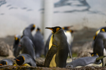 Some really cute penguins are playing together and walking through the park. A wonderful penguin-family looking to each other and search some food.
