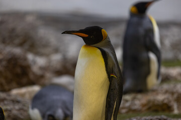 Some really cute penguins are playing together and walking through the park. A wonderful penguin-family looking to each other and search some food.