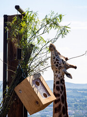 Fototapeta na wymiar giraffe in the nest