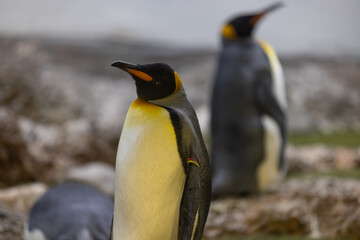 Fototapeta premium Some really cute penguins are playing together and walking through the park. A wonderful penguin-family looking to each other and search some food.