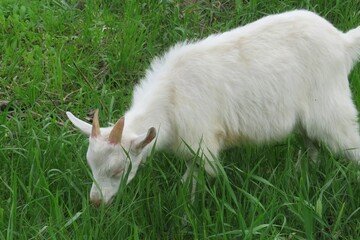 Naklejka na ściany i meble White goat grazing on green grass in the village