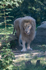 Löwe stehend