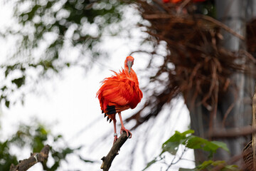 An amazing colorful bird is sitting on a tree and washing his body. Wonderful red and orange birds in the amazon, Brazil.