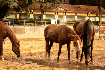 Old horses in the arena 
