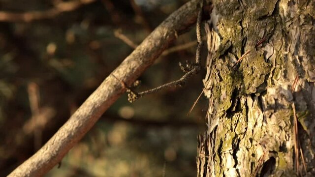 Closeup pine bark at tree trunk and branches in conifer forest. Coniferous tree bark of rough cracked wooden texture and blurred backdrop. Nature video background, jib camera moves by tree trunk