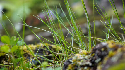 Grass with water drops on it