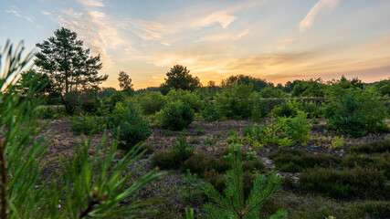 Sonnenaufgang Schönower Heide