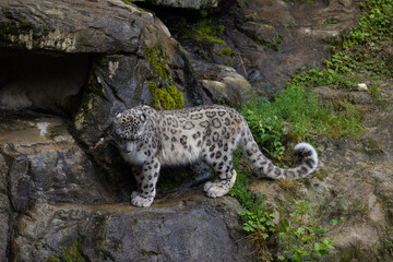 Wonderful snow leopard is relaxing on the rock and looking for food. A majestic animal with an amazing fur. Beautiful day with the snow leopards.