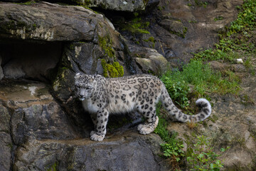 Wonderful snow leopard is relaxing on the rock and looking for food. A majestic animal with an amazing fur. Beautiful day with the snow leopards.