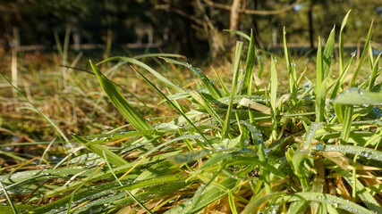 Green grass with water drops