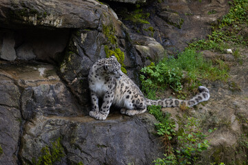 Wonderful snow leopard is relaxing on the rock and looking for food. A majestic animal with an amazing fur. Beautiful day with the snow leopards. - obrazy, fototapety, plakaty