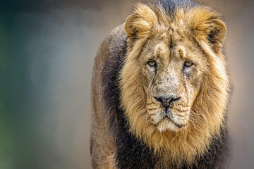 beautiful portrait of a male lion