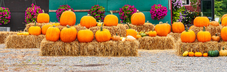 Panorama of autumn orange pumpkins. Preparing for Halloween. Harvested pumpkins are stacked on hay...