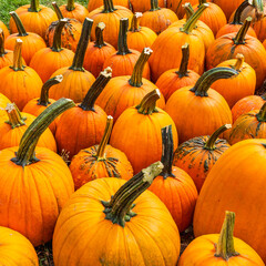 A scattering of autumn orange pumpkins. Preparing for Halloween. The collected pumpkins are stacked on the hay with green tails up.