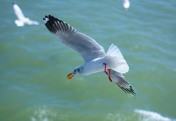 Often confused with gulls because of their chunky build and short tails, fulmars are actually a type of petrel. They are opportunistic feeders and forage widely, including visiting land for trash or c