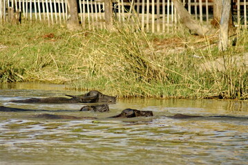 Herd of water buffalo swimming across a canal in Nyaungshwe, Myanmar